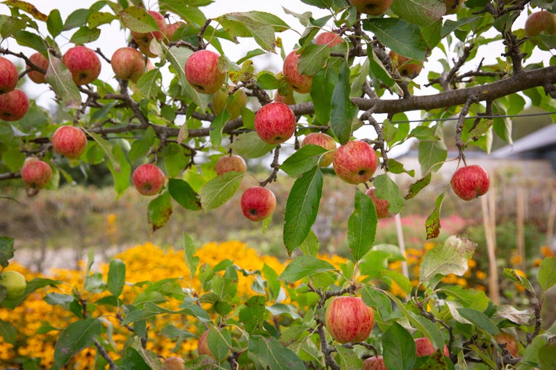 Ripe apples on a 'Red Falstaff' espalier at RHS Harlow Carr in September