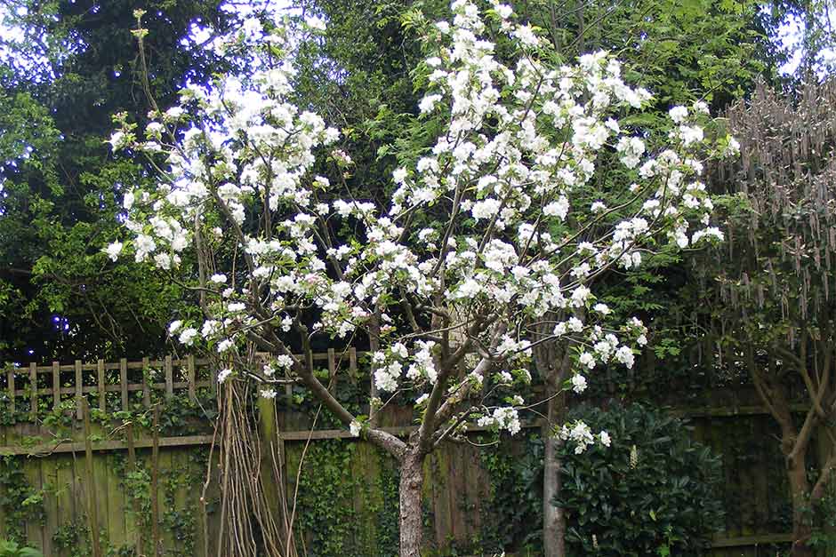 Check that your chosen planting site offers the space and growing conditions your new tree will need