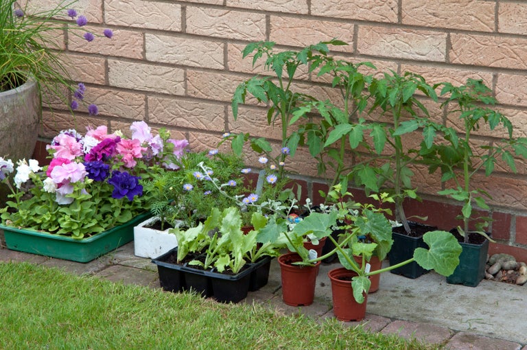 When to plant out tender plants – avoiding late frosts 