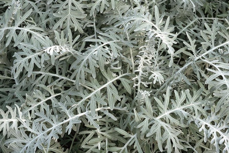 Silver dusting