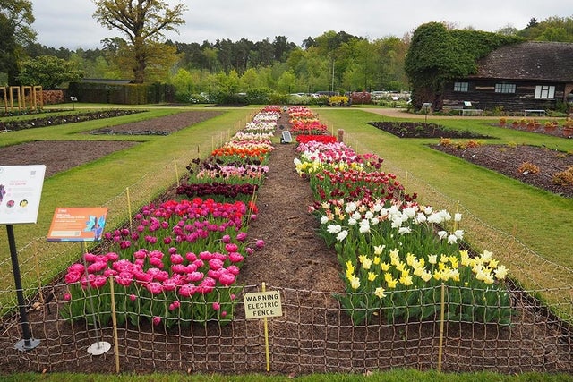 <i>Tulipa</i> double late, parrot and coronet trial results