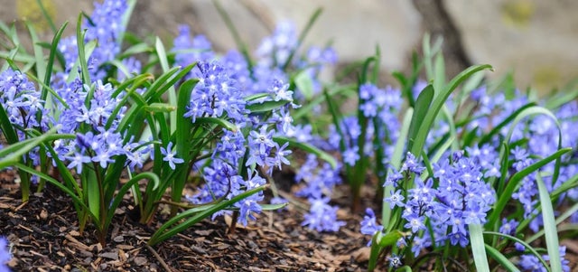 10 award-winning bulbs with blue flowers