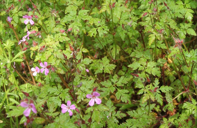 Herb robert