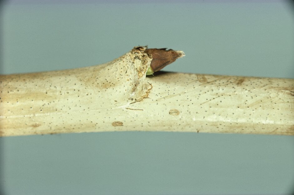 Raspberry spur blight: Symptoms & Control | RHS Advice