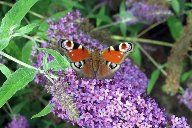 Plants for butterflies