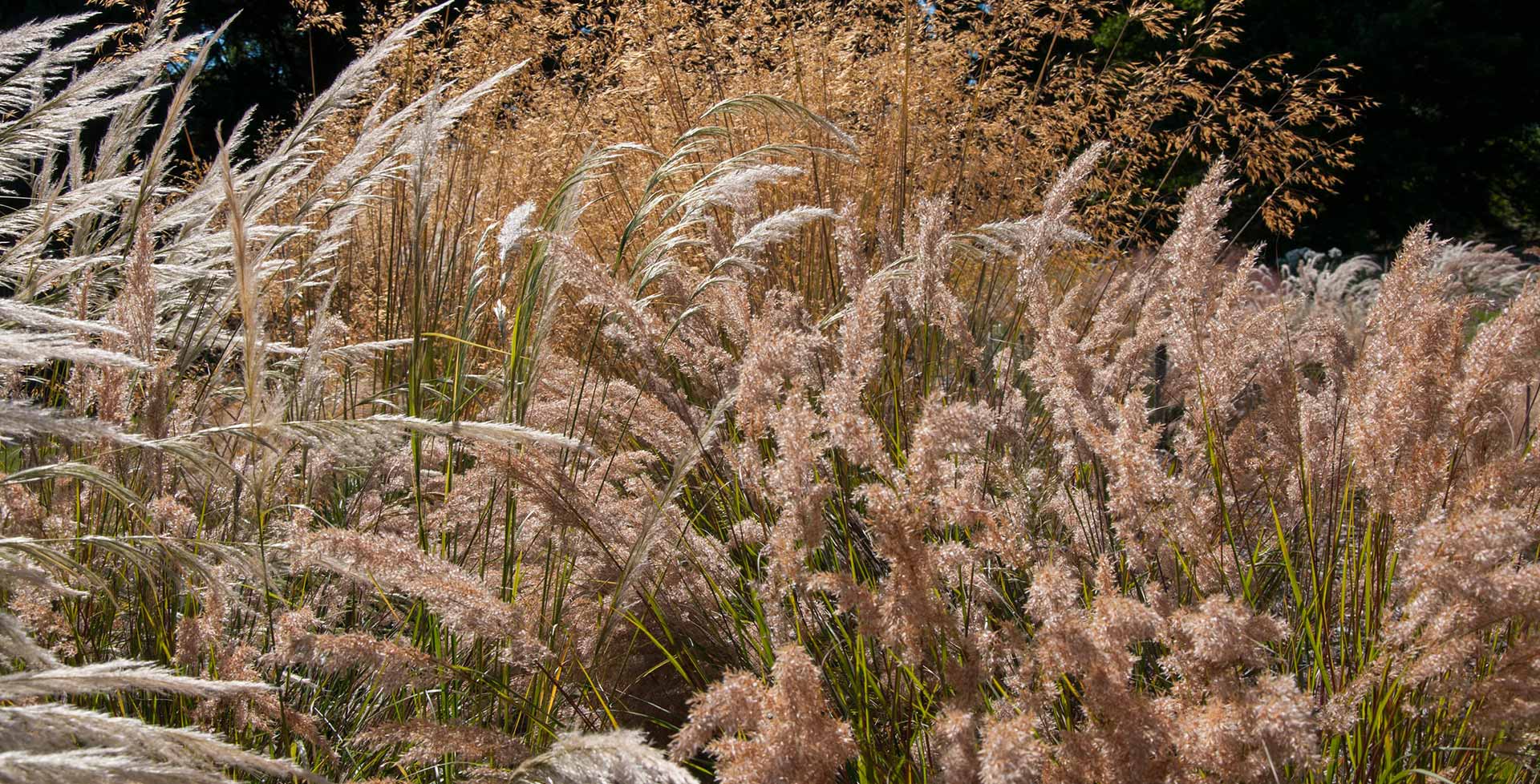 Stipa / RHS Plant Guide