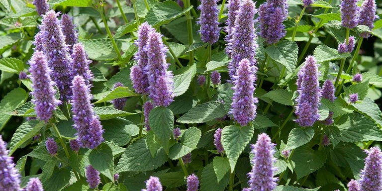 Buy agastache from RHSplants.co.uk