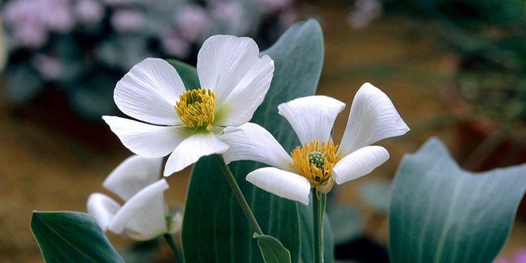 Buy alpine ranunculus from RHSplants.co.uk