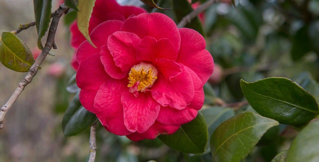 Introducing camellias