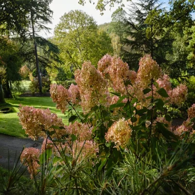 Hydrangeas enjoy partial shade