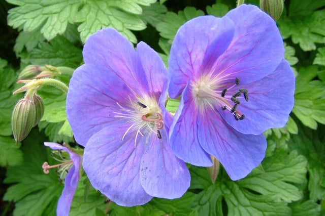 Perennials, grasses and bulbs for seasonally wet and dry soils