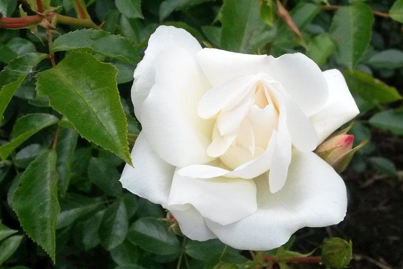 Bed of roses