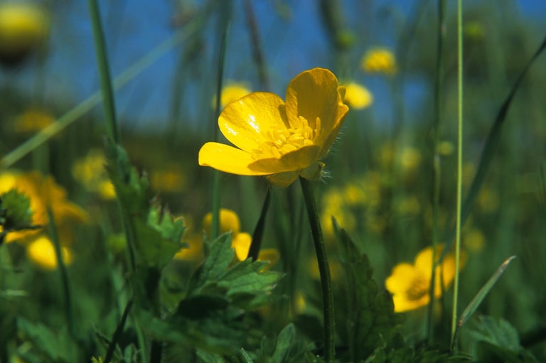 Creeping buttercup