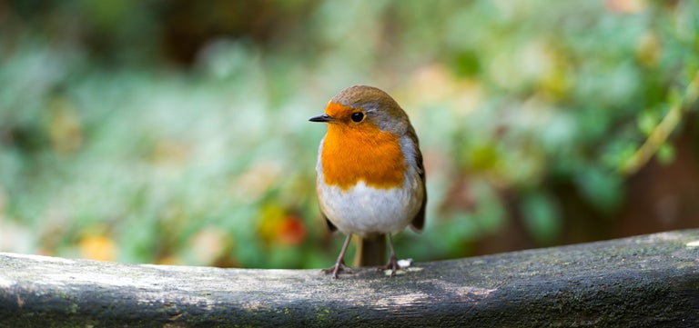 Shrubs and climbers for nesting garden birds