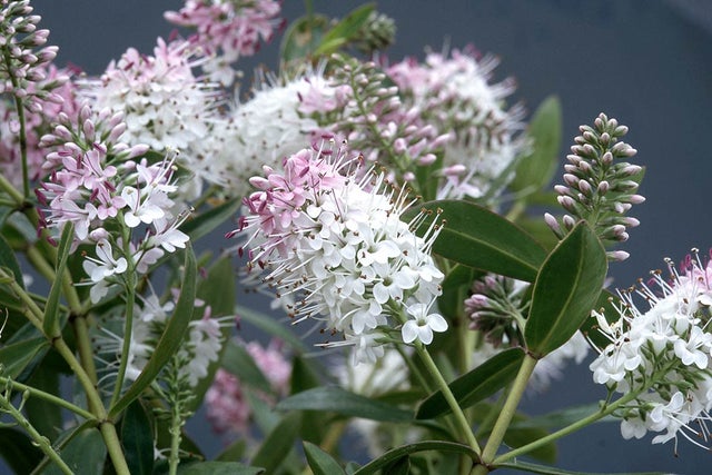 Choosing hebes