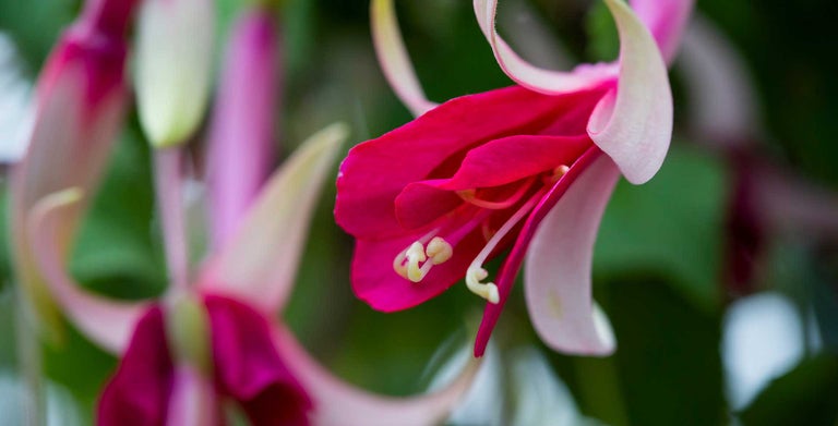 Tender fuchsias
