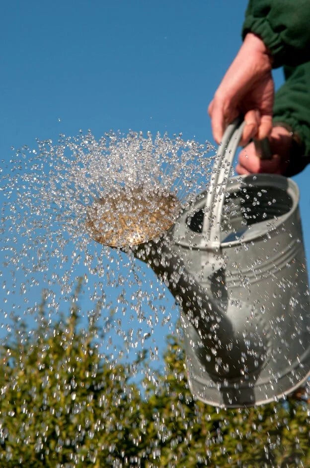 Use less water in your garden
