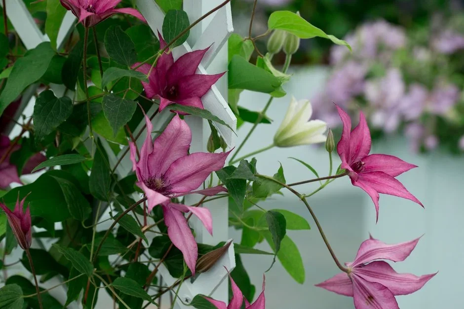 Floyds Climbers & Clematis
