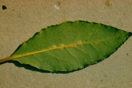 Euonymus Scale: How to Spot and Control | RHS Advice