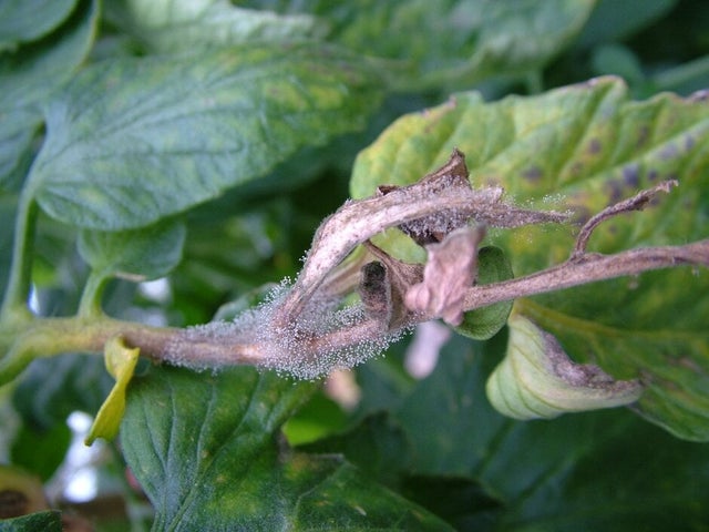 Grey mould on a tomato leaf