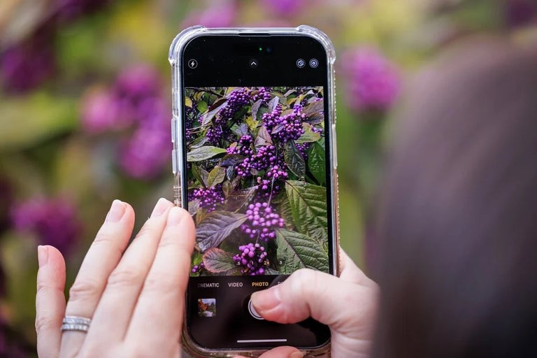 RHS Grow app: Gardening know-how at your fingertips