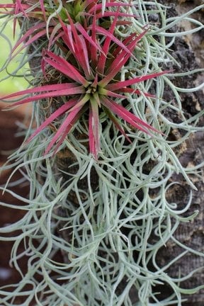 palm house plants Buy Parlor Palm for Sale | Indoor Houseplant