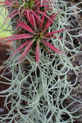 <EM>Tillandsia</EM> 