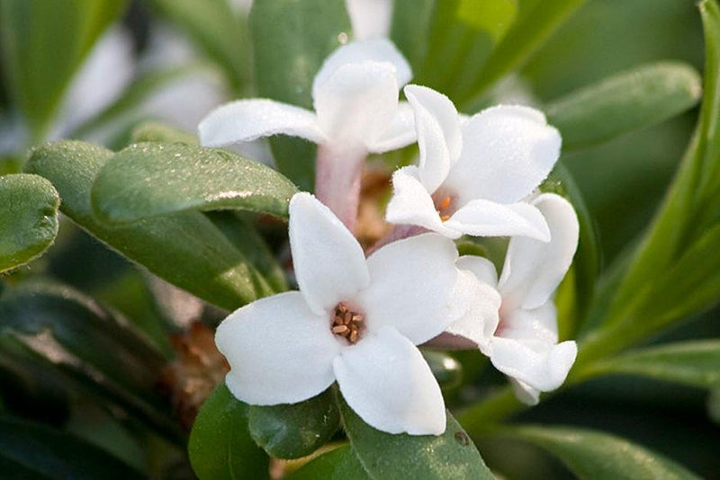 Eternal fragrance