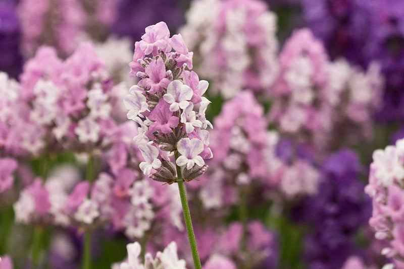 Lavender to rely on