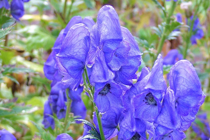 Late summer blue