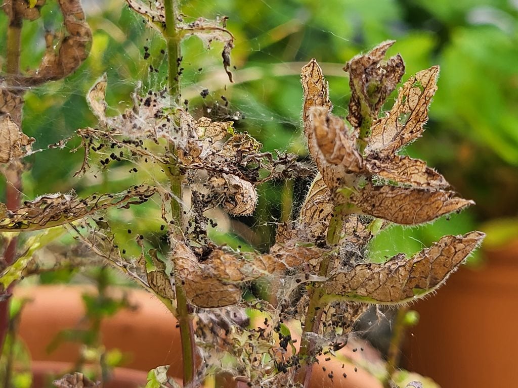 Mint Moth: Identification and Control | RHS Advice