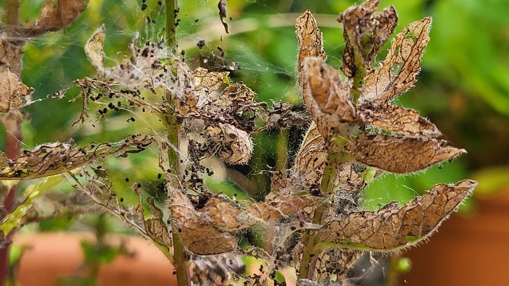 Linta Insect Mint Moth: Identification and Control | RHS Advice