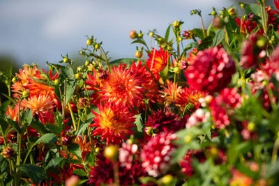 Group of dahlias