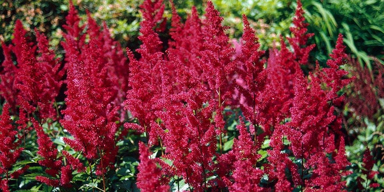 Buy astilbe from RHSplants.co.uk