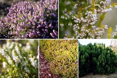 Heathers for autumn to winter