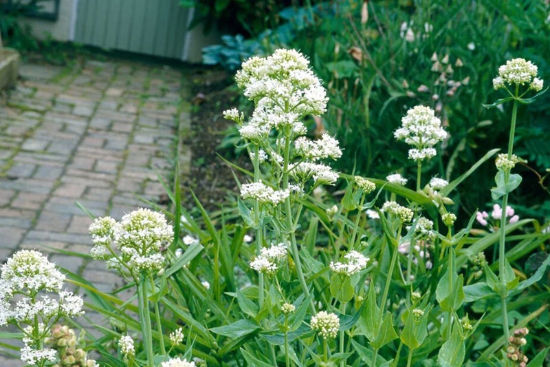 Centranthus ruber ‘Albus’