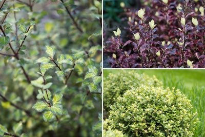 Pittosporum by size