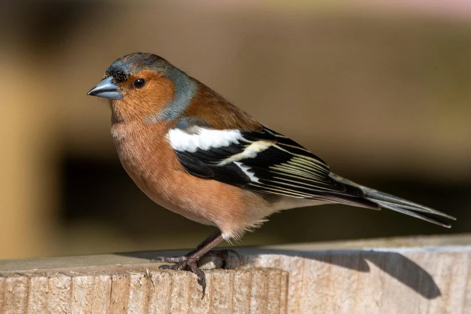 NOW: It’s the RSPB Big Garden Birdwatch!