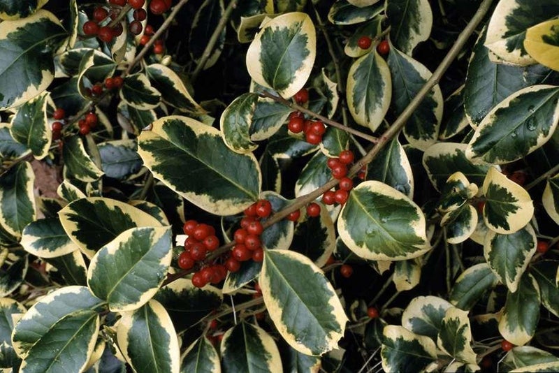 The (almost) spiny-free shrub