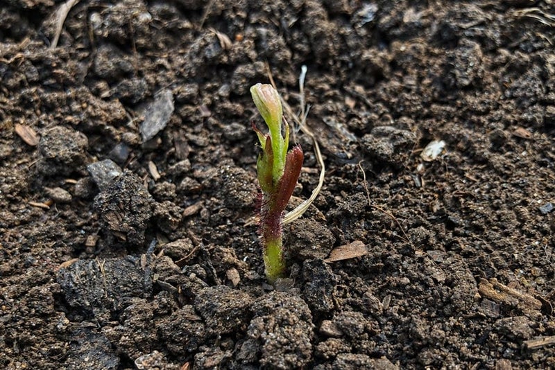 A green sprout growing out of dirt