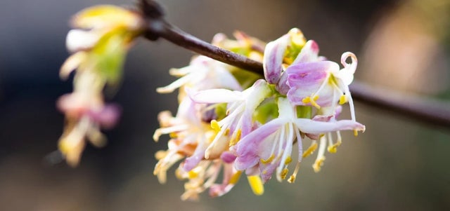 RHS Wildlife Wonders Plant of the Month for January: shrubby honeysuckle