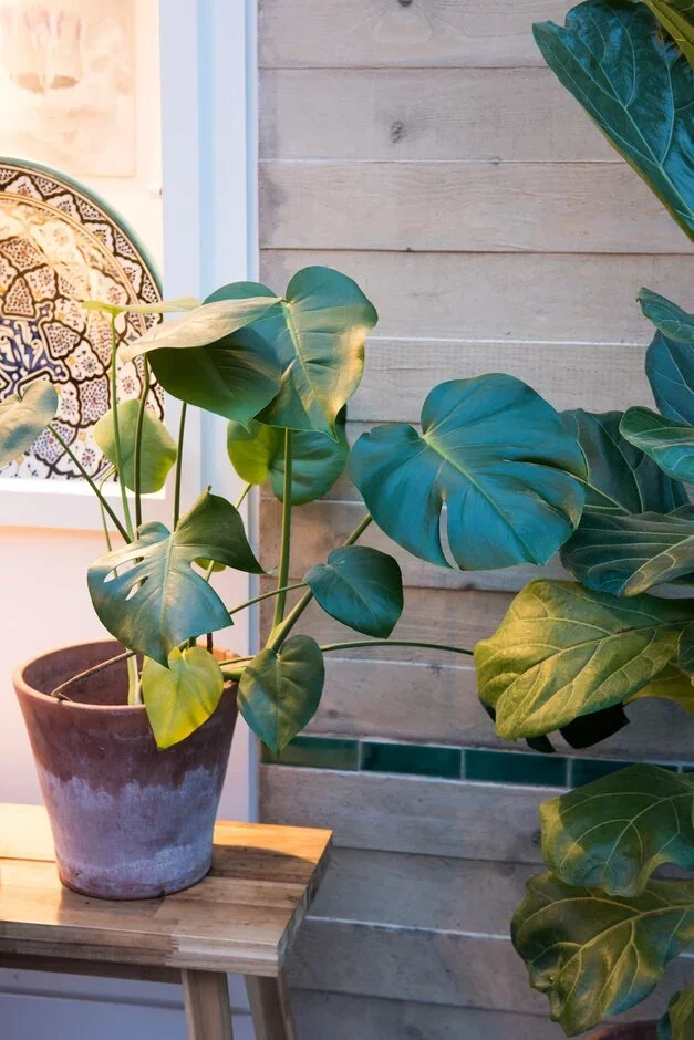 6. Swiss cheese plant (Monstera deliciosa)