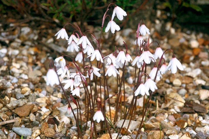 Autumn snowflake