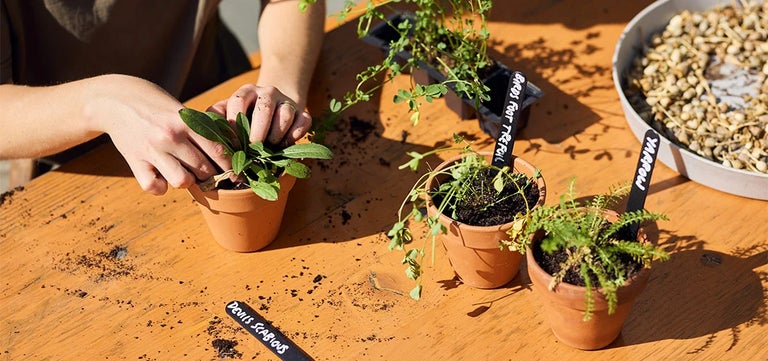 Wildflowers for containers