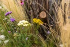 Thumbnail: The Habitat Garden