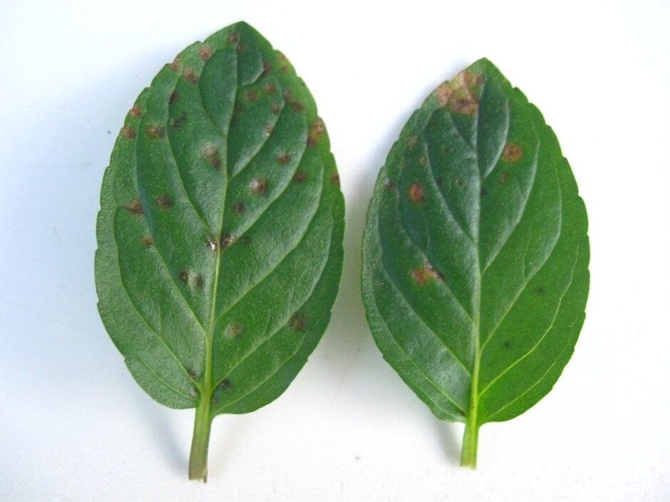 Mint Rust: Causes & Treatment | RHS Advice