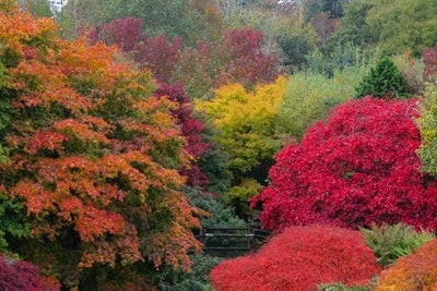 A cascade of vibrant acer foliage at The Garden House in Devon