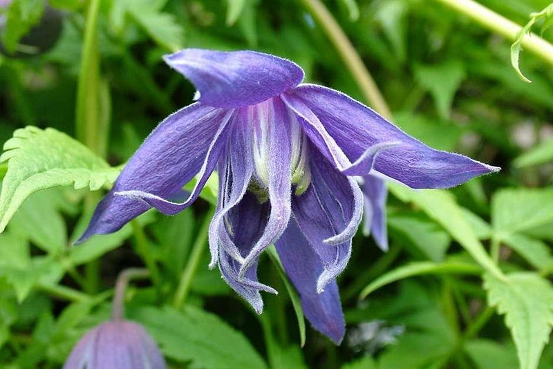 Blue star