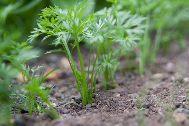 How to care for your soil