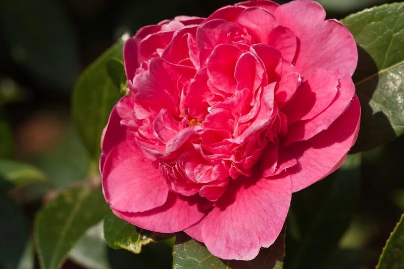Camellia ‘Anticipation’